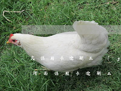 欠信用卡逾期三個(gè)月還可以溝通嘛（河南信用卡逾期三個(gè)月了）
