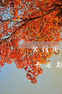 欠信用卡逾期九期只還本金可以嗎-欠信用卡逾期九期只還本金可以嗎怎么辦