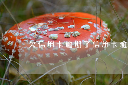 欠信用卡逾期了（信用卡逾期后关机了怎么办）
