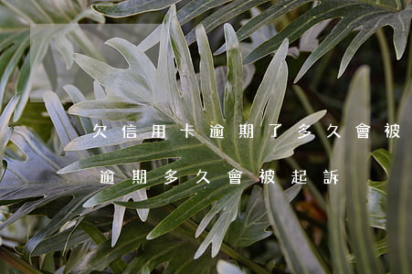欠信用卡逾期了多久會被起訴(欠信用卡的錢逾期多久會被起訴)