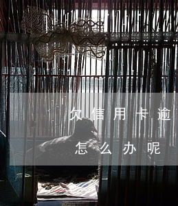 欠信用卡逾期了怎么办（信用卡逾期一直不还怎么办呢）
