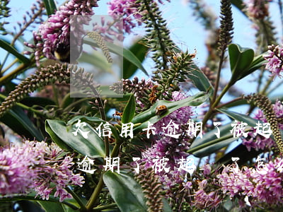 欠信用卡逾期了被起訴了怎么辦-欠信用卡逾期了被起訴了怎么辦呢