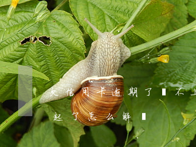 欠信用卡逾期了還不上怎么辦(欠信用卡還不起了怎么解決)