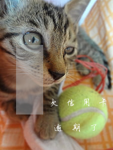 欠信用卡逾期十多萬怎么辦(欠信用卡五十萬逾期了)