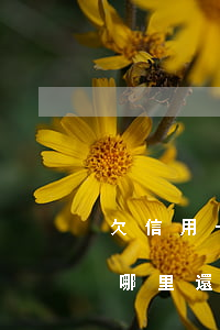 欠信用卡逾期可以只還本金嗎（信用卡逾期在哪里還本金）