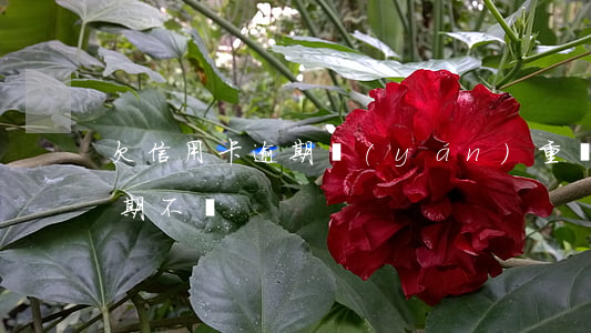 欠信用卡逾期嚴(yán)重嗎(欠信用卡逾期不還)