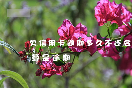 欠信用卡逾期多久不还会怎样(欠信用卡多久算是逾期)