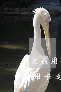 欠信用卡逾期多久會(huì)被處理(欠信用卡逾期多久會(huì)被起訴)