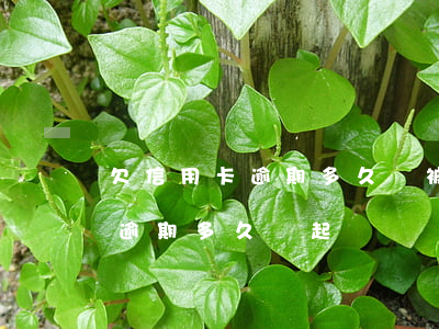 欠信用卡逾期多久會被起訴（今年銀行信用卡逾期多久會起訴）