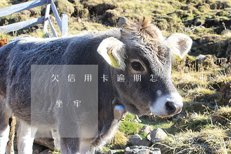 欠信用卡逾期怎么判刑(欠信用卡逾期多久會坐牢)