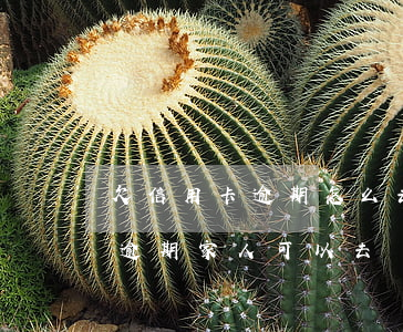 欠信用卡逾期怎么去協(xié)商（信用卡逾期家人可以去協(xié)商嗎）