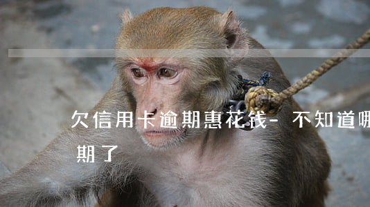 欠信用卡逾期惠花钱-不知道哪张信用卡逾期了