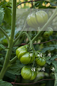 欠信用卡逾期會(huì)影響家人嗎（家人信用卡逾期不知道號(hào)碼怎么還）