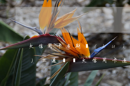 欠信用卡逾期會(huì)被網(wǎng)上通緝嗎(欠信用卡逾期會(huì)被網(wǎng)上通緝嗎嗎)