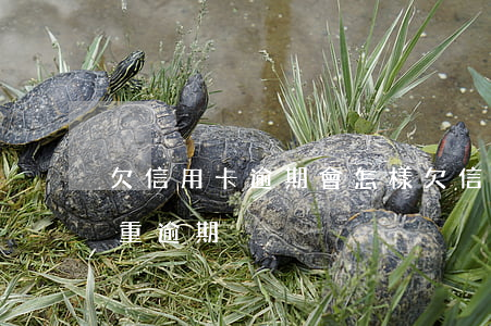 欠信用卡逾期會怎樣（欠信用卡怎么樣才算嚴重逾期）