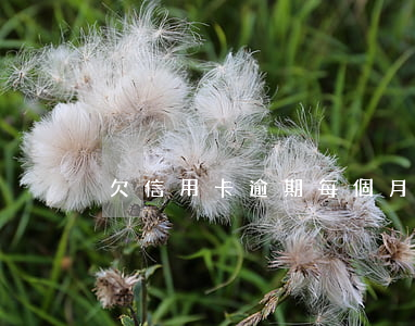 欠信用卡逾期每個月還幾百塊