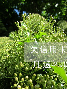 欠信用卡逾期每月還100(欠信用卡逾期每月還2000會(huì)被起訴強(qiáng)制執(zhí)行嗎?)