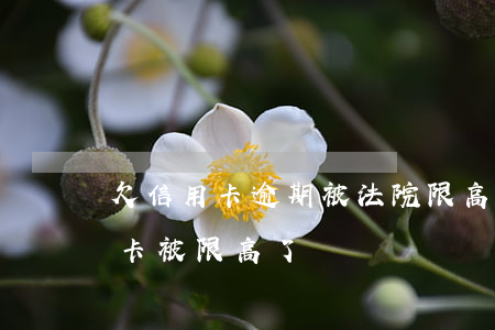 欠信用卡逾期被法院限高還用還嗎-欠信用卡被限高了