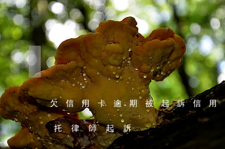 欠信用卡逾期被起訴（信用卡逾期欠款銀行委托律師起訴）