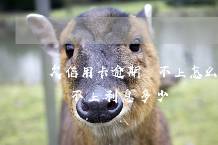 欠信用卡逾期還不上怎么辦（信用卡逾期一直還不上利息多少）