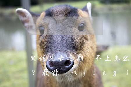 欠信用卡逾期還不上怎么辦，信用卡逾期未還？教你應(yīng)對策略！