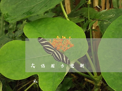 欠信用卡逾期還會還嗎(信用卡逾期不還會怎么樣?)