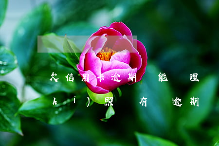 欠信用卡逾期還能辦理營業(yè)執(zhí)照嗎 有過逾期辦理信用卡