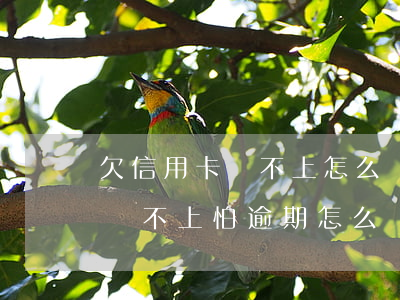 欠信用卡還不上怎么辦會有哪些后果（信用卡還不上怕逾期怎么辦）