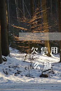 欠信用卡還不上(欠信用卡還不上名下有車怎么辦)