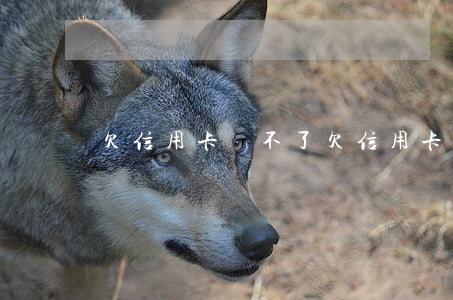 欠信用卡還不了（欠信用卡太錢還不起）