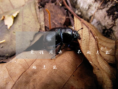 欠信用卡還不起怎么辦了(信用卡欠太多還不起怎么辦)
