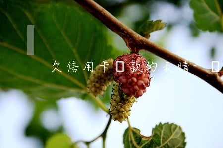 欠信用卡還款的表情-還信用卡的幽默句子