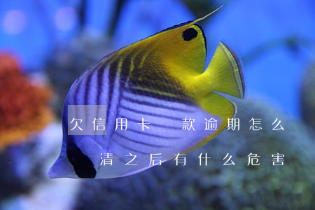 欠信用卡還款逾期怎么處理(欠信用卡逾期后還清之后有什么危害)