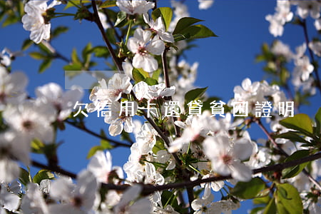 欠信用卡還貸貧困證明