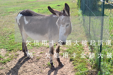欠信用卡金額大被起訴還能協(xié)商嗎-欠信用卡金額大被起訴還能協(xié)商嗎怎么辦