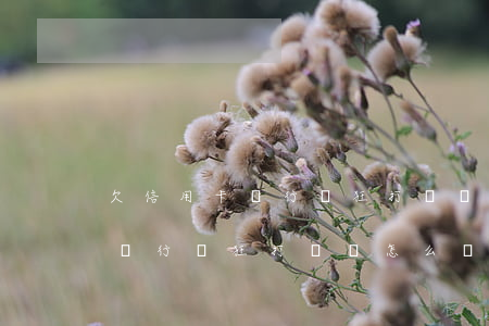 欠信用卡銀行瘋狂打電話怎么還-欠信用卡銀行瘋狂打電話怎么還款
