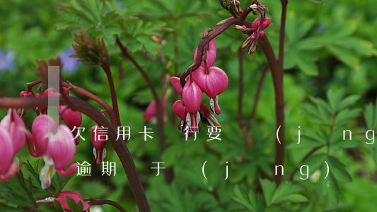 欠信用卡銀行要報經(jīng)偵（信用卡逾期屬于經(jīng)偵）