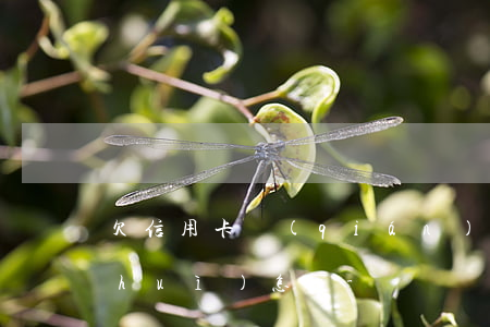 欠信用卡錢(qián)不還不接電話會(huì)怎樣-