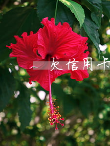 欠信用卡錢(qián)連累家人