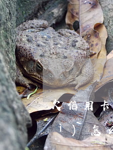 欠信用卡錢(qián)逾期的話會(huì)怎么樣?（欠信用卡的錢(qián)逾期了應(yīng)該怎么還）