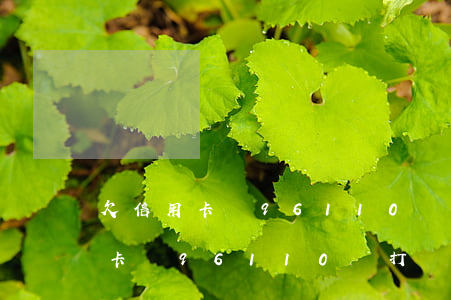 欠信用卡錢96110會打電話嗎-欠信用卡錢96110會打電話嗎是真的嗎