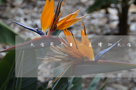 欠信用卡錢一直增加 欠信用卡很多錢