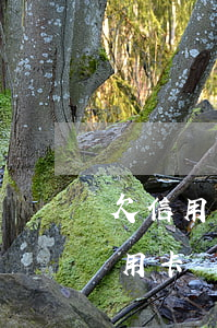 欠信用卡錢不還真的會(huì)坐牢(欠信用卡錢還不起會(huì)坐牢嗎)