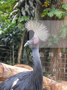 欠信用卡錢九年-欠信用卡好幾年了現(xiàn)在打算還可以協(xié)商還本金嗎