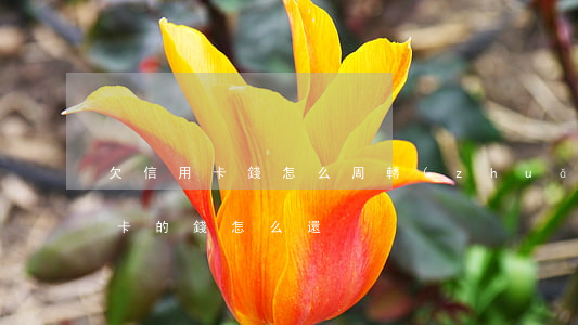 欠信用卡錢怎么周轉(zhuǎn)(欠信用卡的錢怎么還?)