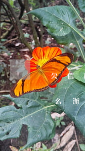 欠信用卡錢是老賴嗎(欠信用卡錢是老賴嗎怎么辦)