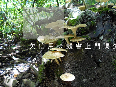 欠信用卡錢會上門嗎(欠信用卡錢會上門嗎怎么辦)