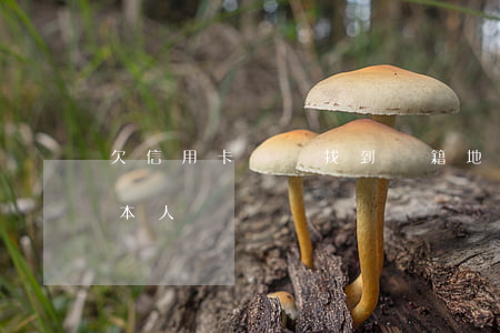 欠信用卡錢會找到戶籍地嗎（欠信用卡能找到本人嗎）