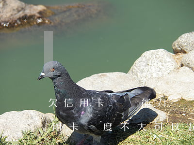 欠信用卡錢沒能力還會(huì)怎樣（欠信用卡額度不大可以起訴嗎）