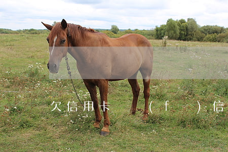 欠信用卡錢發(fā)信息給家人怎么辦-